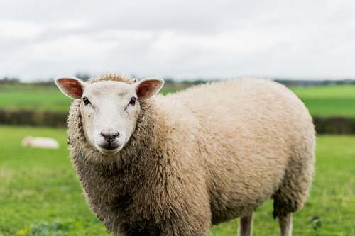 united kingdom close up photography of sheep in grass field sheep